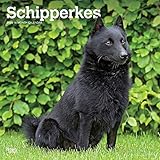 Schipperkes 2020 12 x 12 Inch Monthly Square Wall Calendar, Animals Dog Breeds by