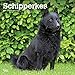 Schipperkes 2020 12 x 12 Inch Monthly Square Wall Calendar, Animals Dog Breeds by