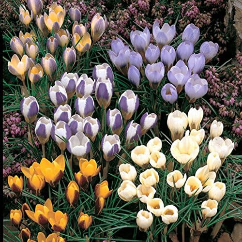 Uk Stockist Botanical Garthwaite Nurseries Crocus Bulbs Hardy Spring Garden Perennial 50 Mixed Specie Gardening Garden Outdoors Cate Org