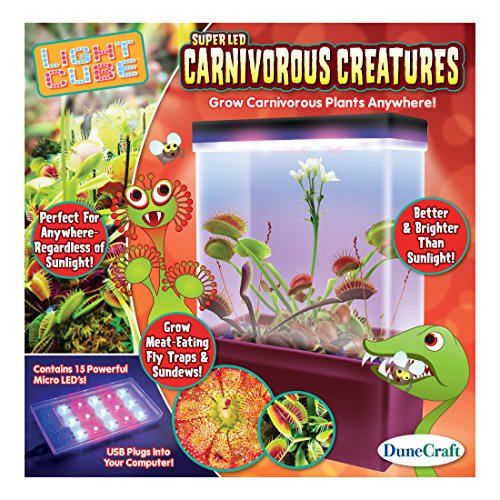 Top 10 Best Carnivorous Plants Terrarium Kit Top Reviews No Place