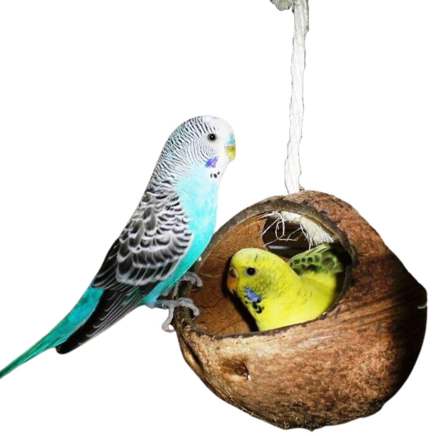 Vogelgaleria Swing for Budgies & Cockatiels | Bird Swing Coconut | Budgie Accessories