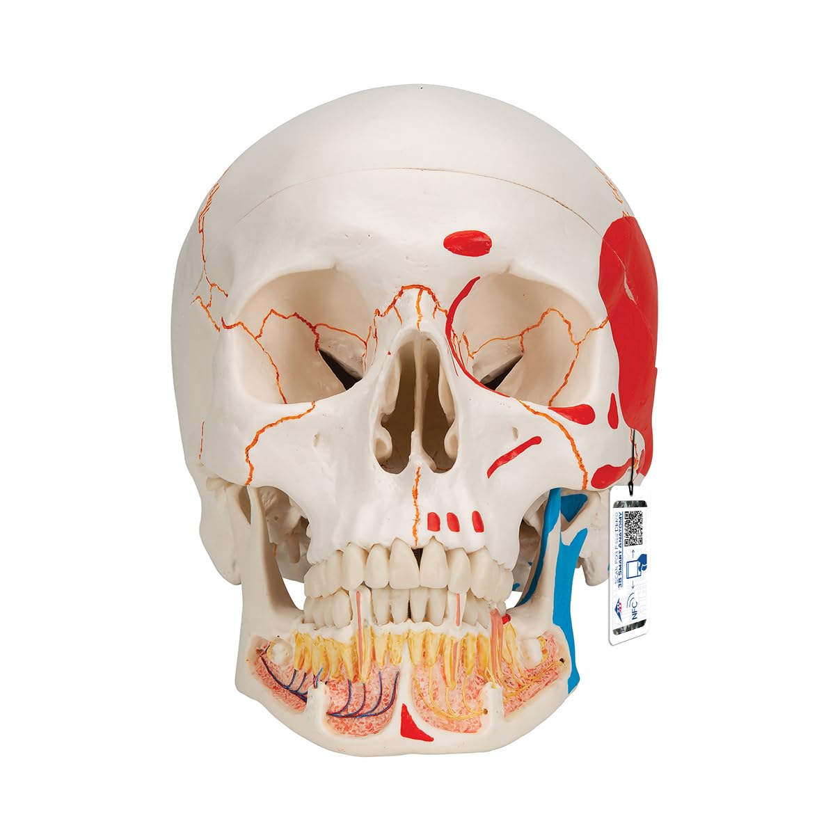 3B Scientific Human Anatomy - Classic Human Skull Model with Opened Lower Jaw, Painted, Magnetic Connections, 3 Part + free Anatomy App - 3B Smart Anatomy