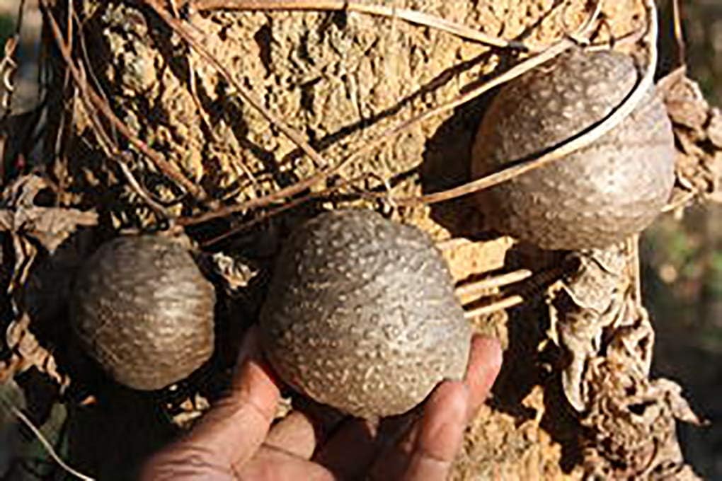 Amazon 宇宙イモ エアーポテト 9cmポット苗 2個セット 宇宙イモやエアーポテトと呼ばれてるものは 東南アジア原産とされるヤマノイモ科の一種で その蔓にできるムカゴを指します ヤマノイモ科と言えば一般的な長芋や自然薯などもその仲間で 蔓にムカゴを沢山付け