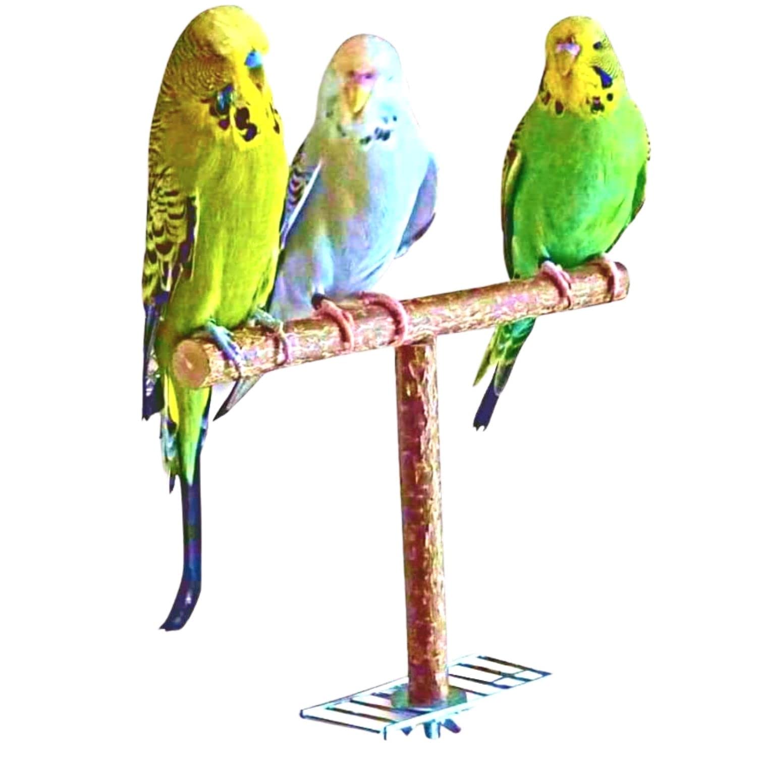 Vogelgaleria Approaching perch from the finest natural wood. Selfmade