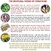 Tealixir Herbal Kombucha Tea - Inspired By The Traditions Of Ayurveda, Traditional Chinese Medicine And North American Folk Medicine, Probiotic, Vegan, Energy Drink, 12 Pack Variety
