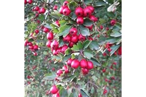 PALM BEACH MEDICINAL HERBS Wild Hawthorn Seeds (Crataegus monogyna) Packet of 10 Seeds
