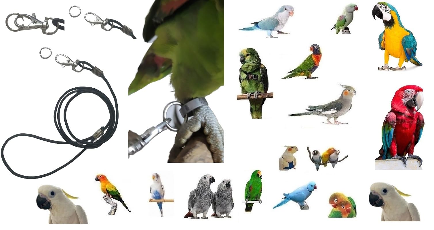 Black Elastic Cord 3 mm x 1 Metre with Carabiner and Ring to Insert to the Ring of Your Parrot Paw to Carry Around