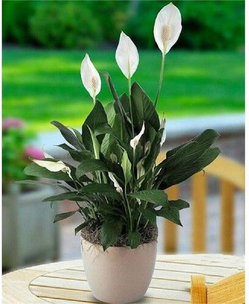 4"Pot - Peace Lily Plant Spathyphyllium - Great House Plant - Indoor Houseplant - Yard - Home and Garden - Live Plant - N6