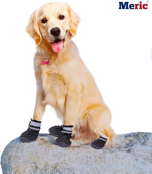 goldendoodle boots