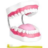 QWORK Professional Mouth Model with Metal Hinge, 6X Enlarged with Full Set of Teeth and Removable Tongue, Oral Teaching Model