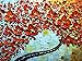 Asdam Art - Hand Painted Red Flower 3D Oil Paintings Maple Tree Canvas Wall Art Ready to Hang Abstract Artwork 20x40inch