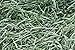 Standlee Premium Western Forage Timothy Grass, 25Lb Box