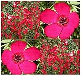 700 SCARLET FLAX ~BRILLLIANT DEEP RED HEAVY BLOOMS Flower Seeds ~ Zone 3-10 ~