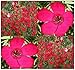 700 SCARLET FLAX ~BRILLLIANT DEEP RED HEAVY BLOOMS Flower Seeds ~ Zone 3-10 ~