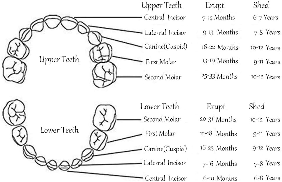 Boites A Dents Boite A Dent De Bebe Organisateur De Boite A Dents Pour Enfants Boite Dents De Lait Bebe Pour Fille Bebe Puericulture Lemoncitylive Com