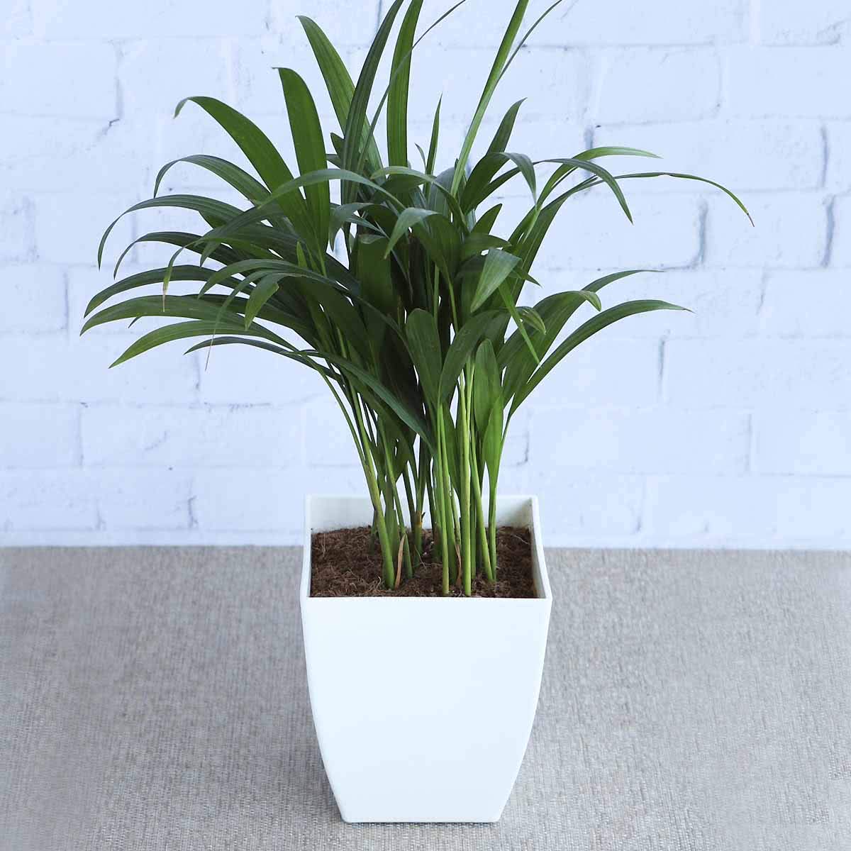 Ugaoo Areca Palm Air Purifier Natural Live Plant Buy Online in UAE