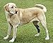 Rear Dog Leg Brace One Pair Heals Hock Joint Wrap Sleeve for Hind Legs(M/Long)