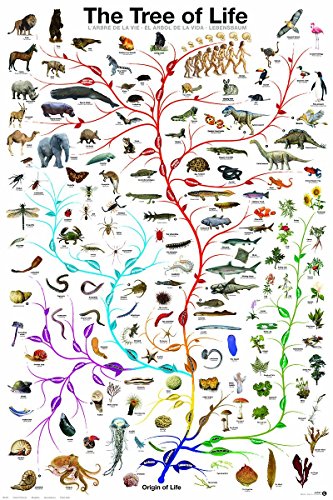 Laminated Evolution Tree of Life featuring Charles Darwin Poster Print 24x36