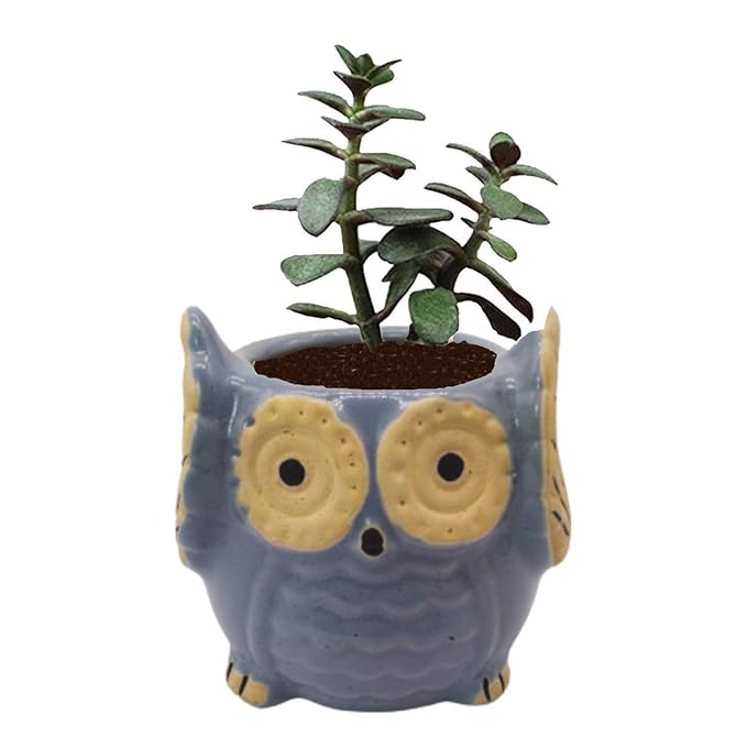 India Meets India Owl Shape Ceramic Flower Pot Planter Pot Indoor Outdoor Planter Handicraft