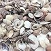 PEPPERLONELY India Natural Sea Shells Mixed, Small, 1/2 Inch to 1-1/2 Inch in Sizes, 8 oz, Apprx. 380PC+ Shells