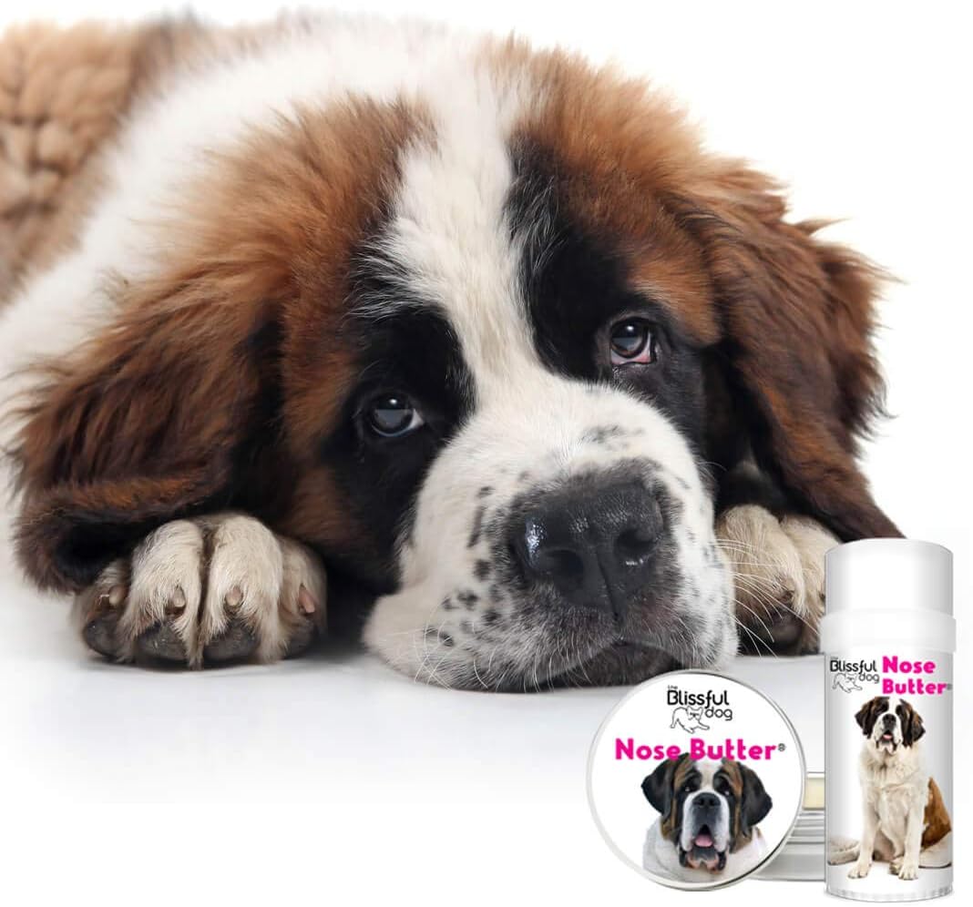 sun bernard dog price