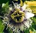 Yellow Passion Fruit 15 Seeds - Passiflora flavicarpa
