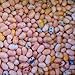 Tutti Frutti Jelly Belly Jelly Beans, 2LBS