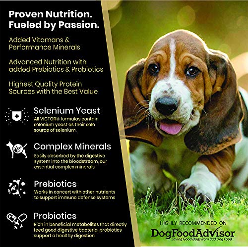 Victor Hi-Pro Plus Dry Dog Food - Thumbnail 4