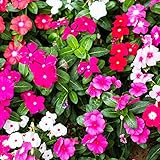 Vinca Flower Garden Seeds - Pacifica XP Series