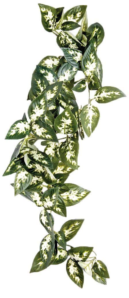 Komodo Borneo Hanging Vine, 23 cm