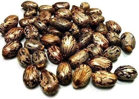 Castor Oil Seed Ricinus Communis Seed 150 Gm Amazon In Garden Outdoors