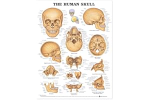 The Human Skull Chart
