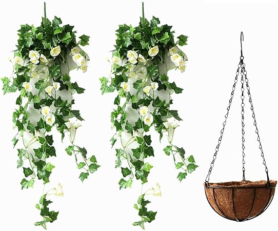 Morning Glory Mit Bonsai Set Mit Wein Mit Korb Fur Innen Und Hochzeit Garten Dekoration Amazon De Garten