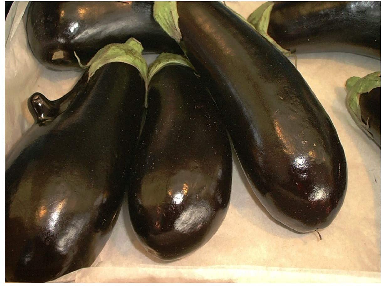 PREMIER SEEDS DIRECT - Aubergine - MONEYMAKER F1-40 Seeds