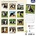 Bernese Mountain Dogs 2017 Calendar