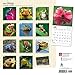 Frogs 2017 Calendar