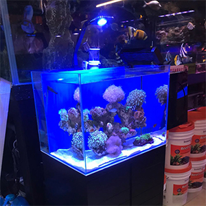 6 Lomini+Aquarium+Saltwater+Freshwater+Planted