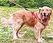Treasborn Adjustable Dog Harness Anti-Twist Dog Leash Set for Small Medium Large Dogs, Soft and Durable Vest Harness Leash for Daily Training Walking Running and Easy Control
