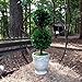 Preserved Boxwood Dble Ball Topiary W/ Footed Pot 21