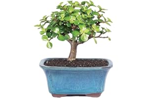 Brussel's Bonsai Live Dwarf Jade Bonsai Tree, Indoor - Small, 3 Years Old, 5 to 8 Inches Tall - Jade Tree in Decorative Ceramic Bonsai Pot