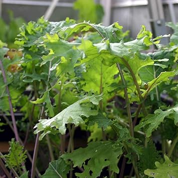 Amazon ロシアンケールの苗 3個セット 野菜苗9cmポット 3個セット ロシアンケールは非常に栄養価の高い野菜であると言われています 青汁だけでなく 葉をサラダや調理にも利用できます 葉が比較的柔らかく調理しやすく食べやすいタイプ フリルのような緑の葉と