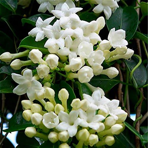 Climbing Plants Jasmine Flower Seed White Jasmine Seeds