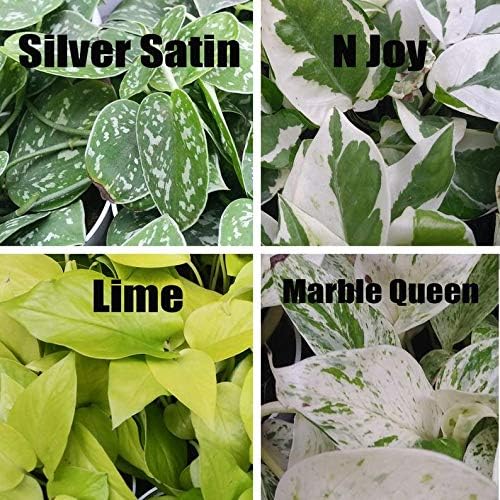 1pcs Pothos N Joy Pothos Marble Queen Pothos Silver Satin Pothos Lime Live Plant Small Starter House Plants (Silver Satin)