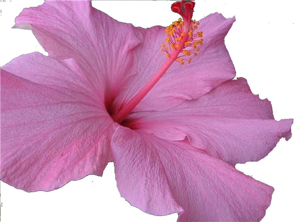 SEMINOLE PINK Tropical Hibiscus Live Plant Bush Large Single Flower Landscape Type Starter Size 4 Inch Pot Emerald tm