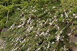 Myoporum for sale - Grow plants