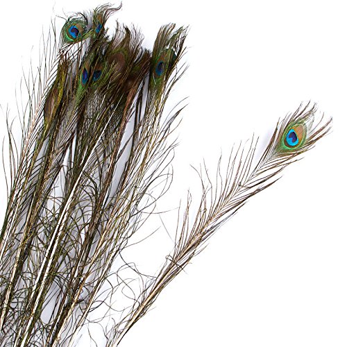 Colorful Artificial Peacock Eye Feather Stems | 12 Stems | for Indoor Decor