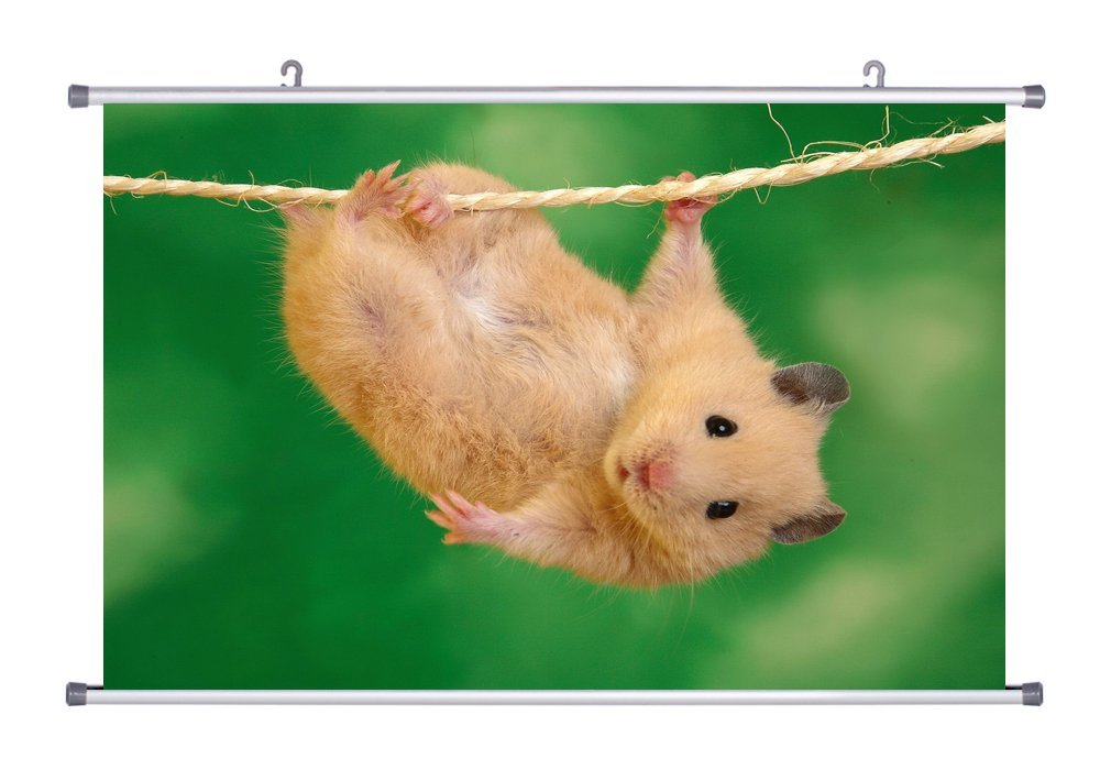 amazon cheeky hamster