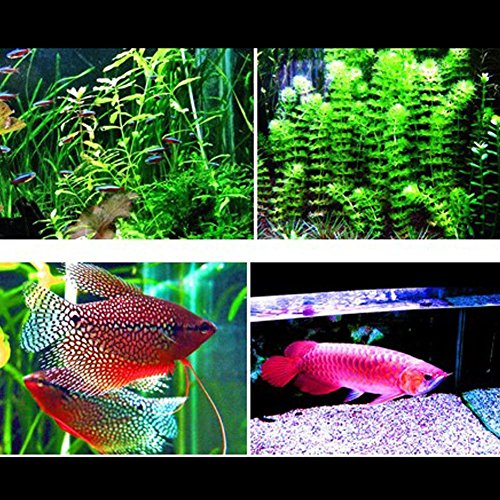 MingDak LED Aquarium Light Fixture for Fish Tank,Suitable for Saltwater and Freshwater,72 LEDs,20-inch,Lighting Color White and Blue