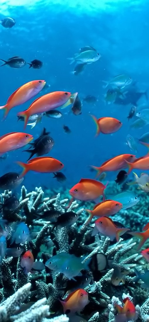 PeelitStickit Underwater, Undersea Wall Murals, ID-157, vinyl