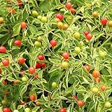 Park Seed Variety of Hot Chili Pepper Plant